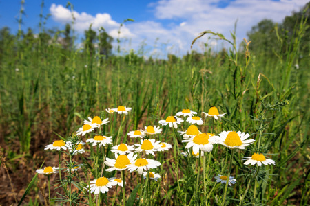 Summer daisy flowers on meadowの写真素材