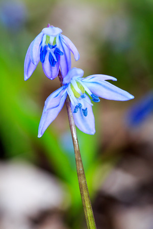 nice small wild flowers -  scilla bifoliaの写真素材