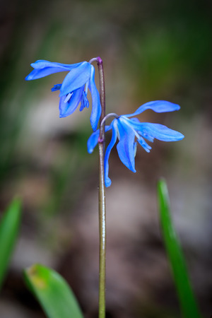 Nice spring scilla bifolia floversの写真素材