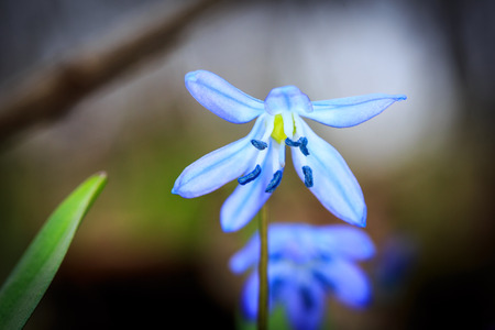 blue wild flowers scilla bifolia in spring forest