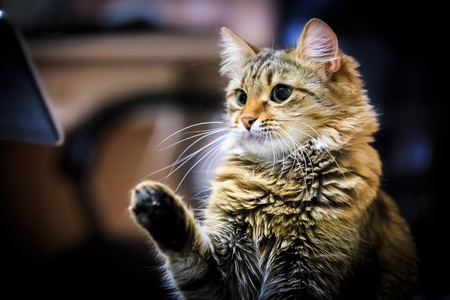 Seriuos portrait of funny catの写真素材