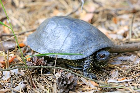 alone thortle in forest macro shootの写真素材