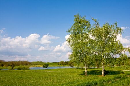 birch trees on green meadow in parkの写真素材