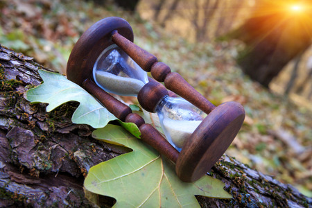 Hourgrass among tree leafs on wooden logs in forestの写真素材