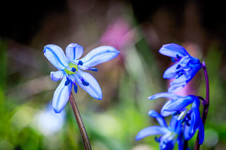 Nice spring wild flowers - scilla bifolia