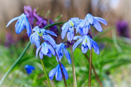 nice spring wild flowers in forestの写真素材