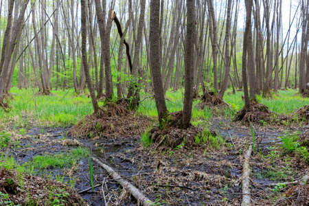 woodland on spring bog in forest