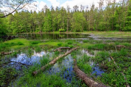 old swamp in green forestの写真素材