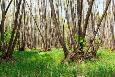 nice spring grove with green grass