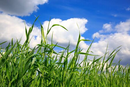 green grass on meadow under nice clouds