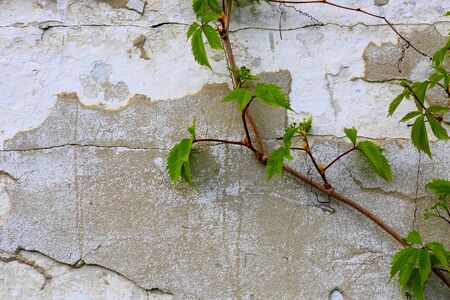 twig of green plant against old wall backroundの写真素材