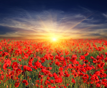 Poppy flowers meadow and nice sunset sceneの写真素材