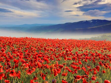Nice mountain valley with wild poppy flowersの写真素材