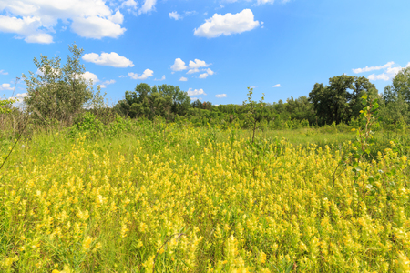 Scene with wild flowers on meadow in steppeの写真素材