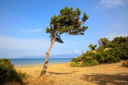 Landscape with alone tree near sea shoreの写真素材
