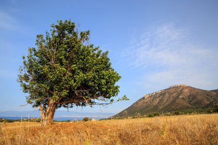 Old olive tree on mountain meadowの写真素材