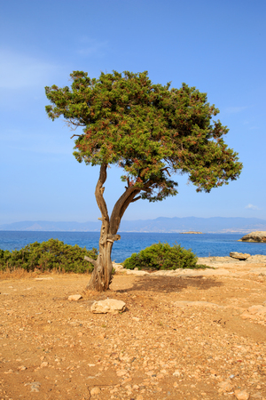 Mediterranean scene with tree on seashoreの写真素材