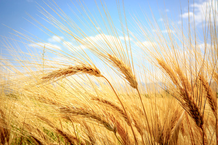ear of wheat field in summer timeの写真素材