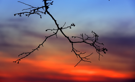 Abstract leafless tree branch on sunset sky backgroundの写真素材