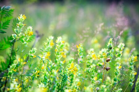 summer flowers meadow - soft focus photoの写真素材