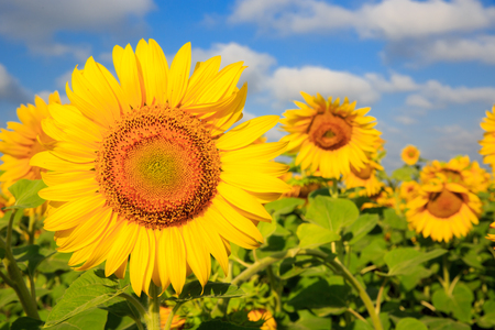 sunflower farming field in nice dayの写真素材
