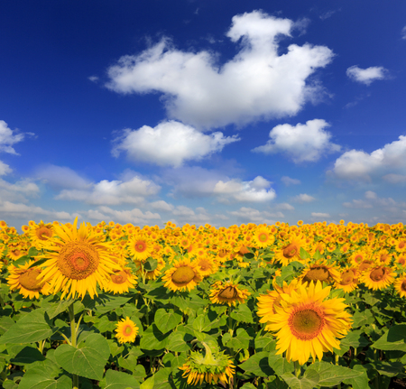 sunflower meadow under nice sky in sunny dyの写真素材