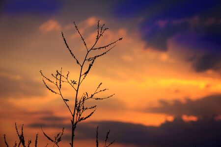 evening landscape with twig on sunset sky backgroundの写真素材