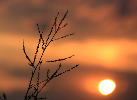 twig on red sunset sky backgroundの写真素材