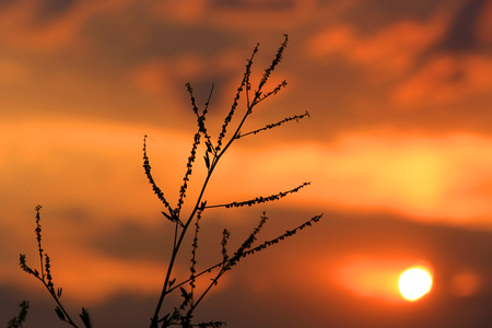 evening scene with twig on sunset backgroundの写真素材