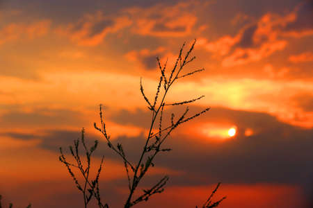 Abstract dry grass on red sunset sky backgroundの写真素材