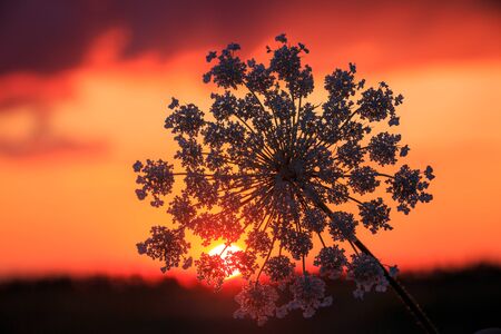 wild flowers on red sunset sky backgroundの写真素材