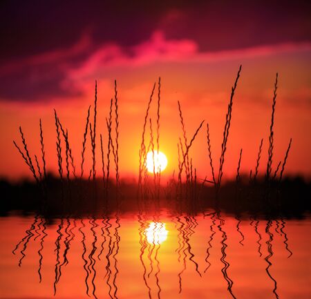 wter reflection with grass on sunset sky backgroundの写真素材