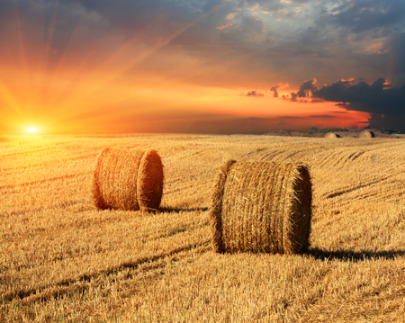 evening sunset scene with hay rolls on farming field