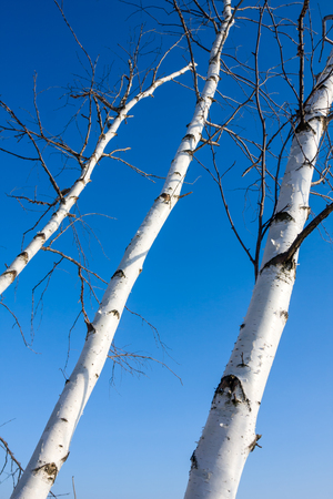 birch trees trunk on blue skyの写真素材