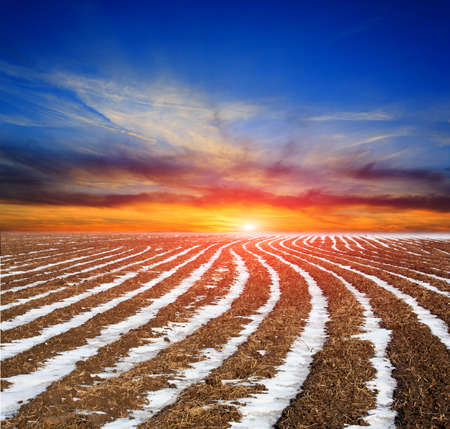 plough-land meadow with snow rows on sunset sky backgroundの写真素材