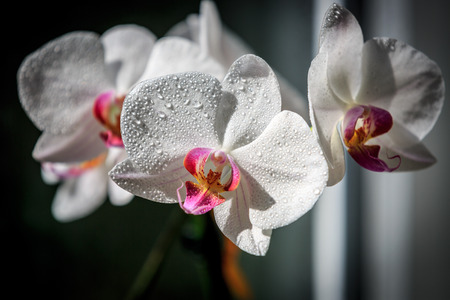 nice fresh orchid flowersの写真素材