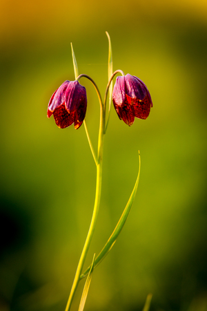 wild violet tulip flowers soft photoの写真素材