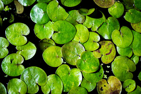 water plant leafs on waterの写真素材