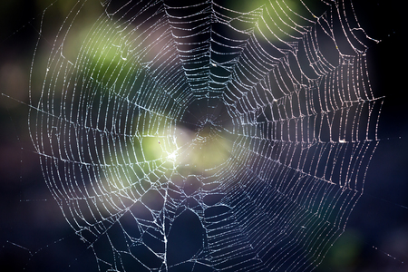 nice web in mornig dewの写真素材