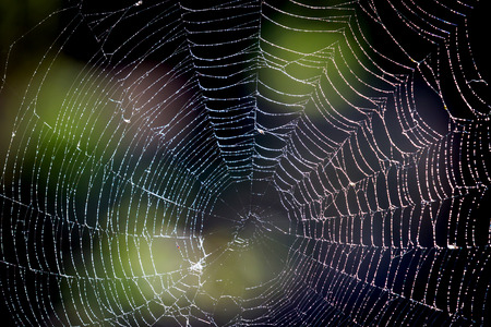 nice web in mornig dew in forestの写真素材