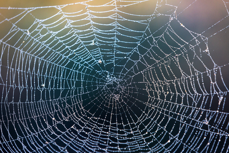 abstract wet web in morning forestの写真素材