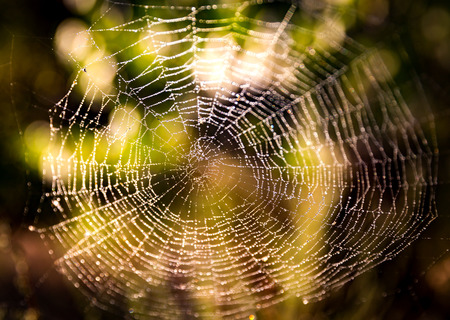 autumn wet web in forest close-up photoの写真素材