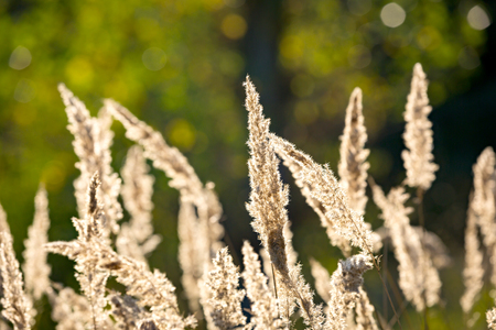 abstract dry grass on meadowの写真素材