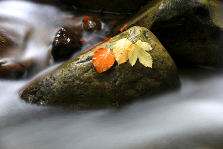 wet autumn leafs on stone among mountain streamの写真素材