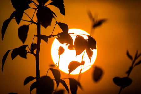 view on big sun through tree brunchesの写真素材
