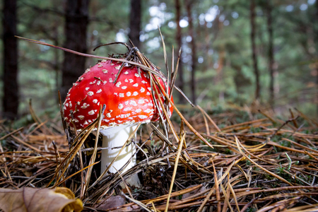 Red fly agaric mushroom in pine forestの写真素材