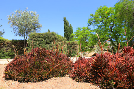 Mediterranean garden in Kolossi Castle, Cyprusのeditorial素材