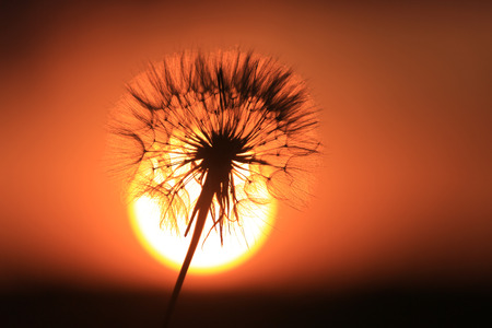 dandelion flower against red sun on sunset sky backgroundの写真素材