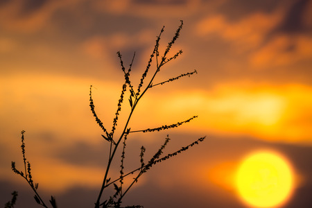 dry plant on big sun background in evening timeの写真素材