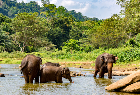 Group of elephants in river on SriLankaの写真素材